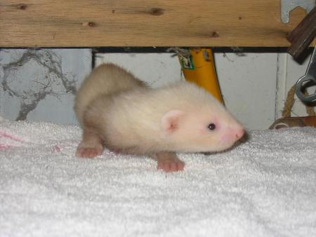 Fidjie