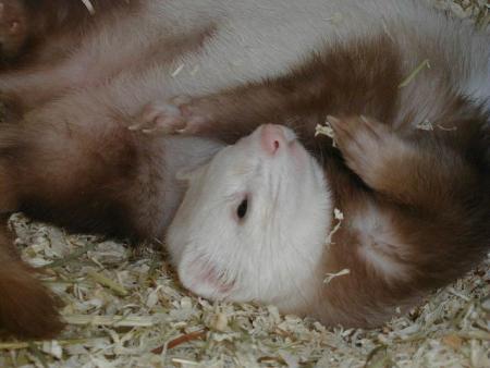 Fidjie et pinpin