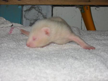 Fidjie