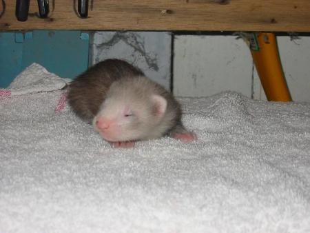 Fidjie